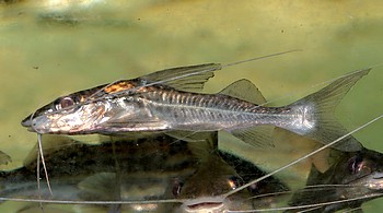 Pimelodus blochii Blochs Engelsantennenwels 