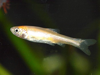 Pimephales promelas Goldelritze