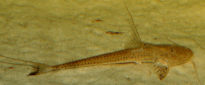 Planiloricaria cryptodon Rundkopf-Flunderharnischwels 02