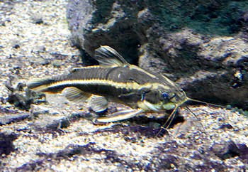 Platydoras costatus Liniendornwels 