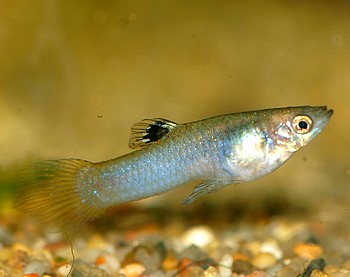Poecilia cancane 