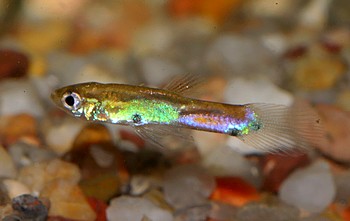 Poecilia obscura Poecilia obscura