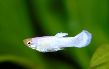 Poecilia reticulatus Guppy 01 (2)