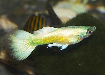 Poecilia reticulatus Guppy 01 (3)