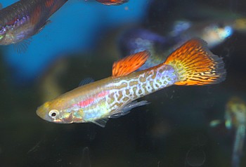 Poecilia reticulatus Guppy 02 (2)