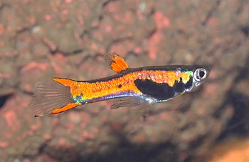 Poecilia reticulatus Guppy 02 (3)