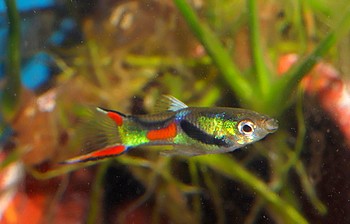 Poecilia reticulatus Guppy 05