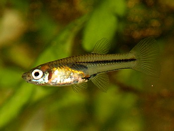 Poeciliopsis prolifica, Sonnenkärpfling Poeciliopsis prolifica, Sonnenkärpfling