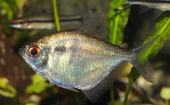 Poptella spec Colombia 
