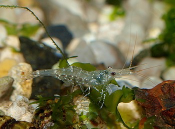 Caridina ensifera, Poso-Glasgarnele, S��wassergarnele