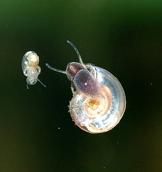 Gyraulus spec., Flaches Posth�rnchen, S��wasserschnecke