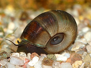 Planorbarius corneus, Gro�e Posthornschnecke, S��wasserschnecke