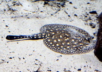 Potamotrygon albimaculata 