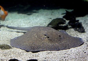 Potamotrygon castexi Otorongo-S��wasserrochen 