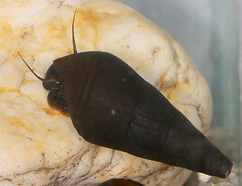 Potodoma cf freethi Stummel-Turmdeckschnecke