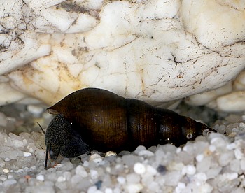 Potodoma cf moerchi Goldregen-Turmdeckelschnecke 