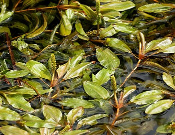 Potamogeton natans, Schwimmendes Laichkraut