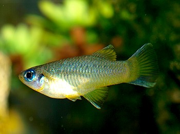 Priabella olmecae, Olmekenkärpfling Priabella olmecae, Olmekenkärpfling