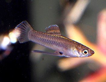 Priapichthys nigroventralis Priapichthys nigroventralis