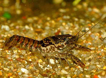 Procambarus enoplosternum 