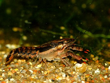 Procambarus ouachitae 