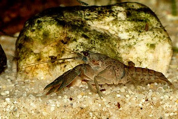 Procambarus vasquezae