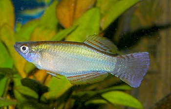 Procatopus nototaenia 