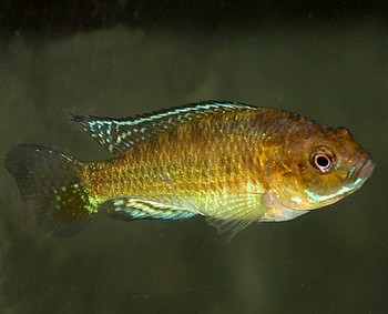 Pseudocrenilabrus multicolor victoriae