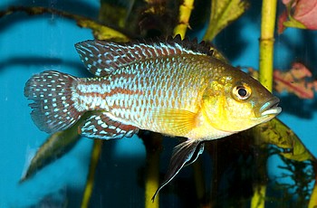 Pseudocrenilabrus nicholsi Nichols Maulbr�ter 