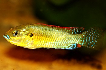 Pseudocrenilabrus philander disperus