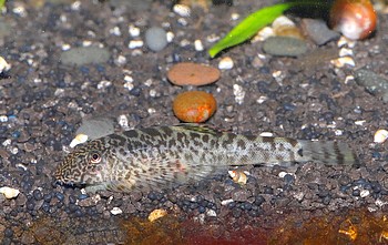 Pseudogastromyzon myersi Kleiner Flossensauger 