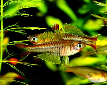 Pseudomugil ivantsoffi, Timika-Blauauge