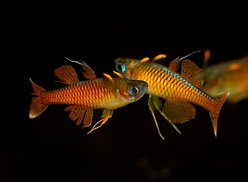 Pseudomugil luminatus, Neon-Blauauge