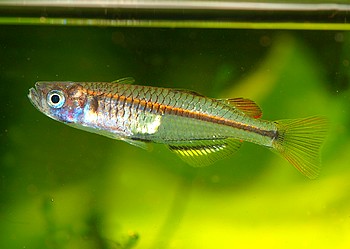 Pseudomugil pellucidus, Kopi-Blauauge