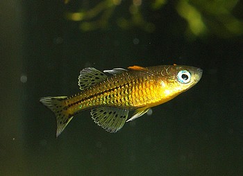 Pseudomugil gertrudae, Geflecktes Blauauge