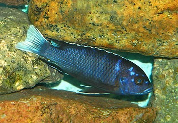 Pseudotropheus acei 