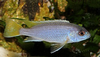 Pseudotropheus spec ACEI 