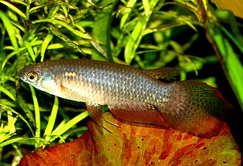 Pterolebias longipinnis, Schleierk�rpfling