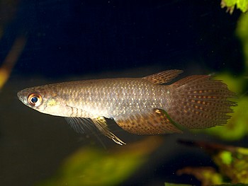 Pterolebias zonatus Gestreifter Schleierk�rpfling 