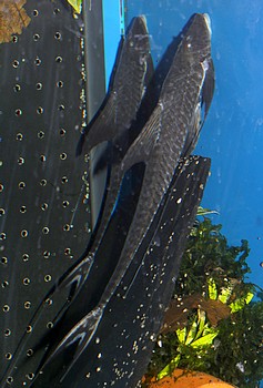 Pterosturisoma microps Fl�gelst�rwels 