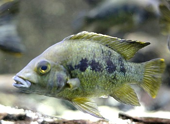 Ptychochromis grandidieri 