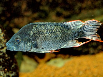 Ptychochromis insolitus Mangarahara-Barsch