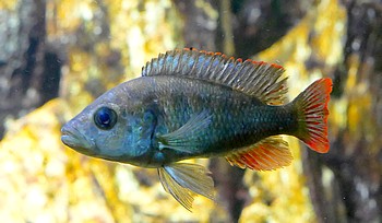 Pundamlia pundamilia Makobe-Zebramaulbr�ter 