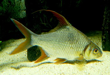 Puntioplites falcifer Mekong-Sichelbarbe 03 Puntioplites falcifer Mekong-Sichelbarbe 03