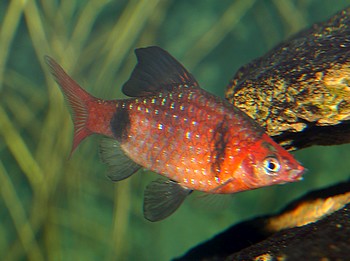 Puntius bandula Bandulabarbe Puntius bandula Bandulabarbe