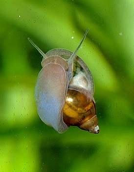 Physella acuta, Spitze Quellblasenschnecke, S��wasserschnecke
