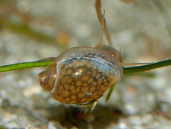 Physella acuta, Spitze Quellblasenschnecke, S��wasserschnecke