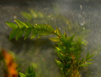 Fontinalis antipyretica, Quellmoos