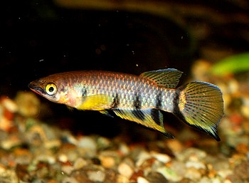 Epiplatys dageti, Querbandhechtling