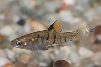 Quintana atrizona Glaskärpfling Quintana atrizona Glaskärpfling